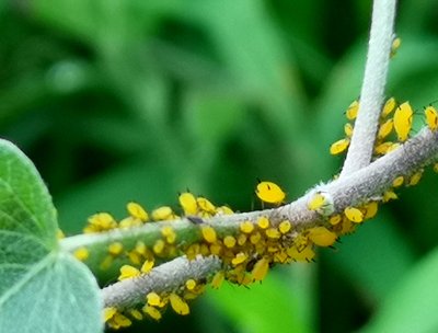 倉儲害蟲的防治需要系統的控制,預防為主