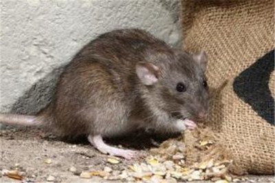 安全滅鼠法介紹